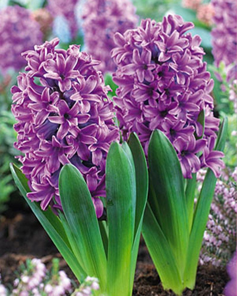 Hyacinth Miss Saigon 5 bulbs/pkg