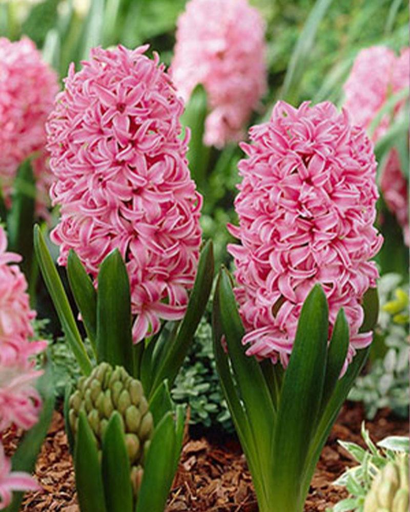 Hyacinth Pink Pearl 5 bulbs/pkg