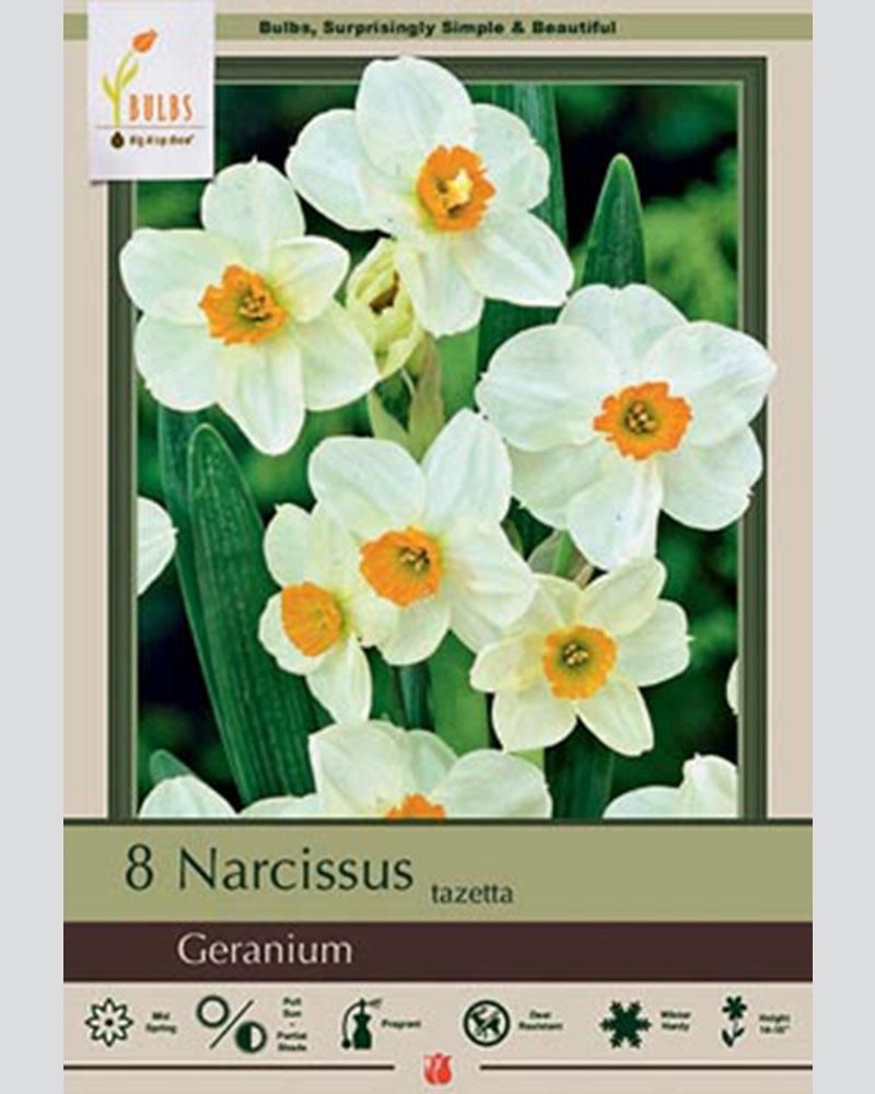 Narcissus Taz  Geranium 8 bulbs/pkg