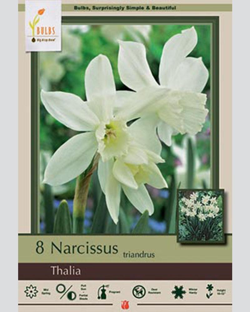 Narcissus Triandrus Thalia 6 bulbs/pkg