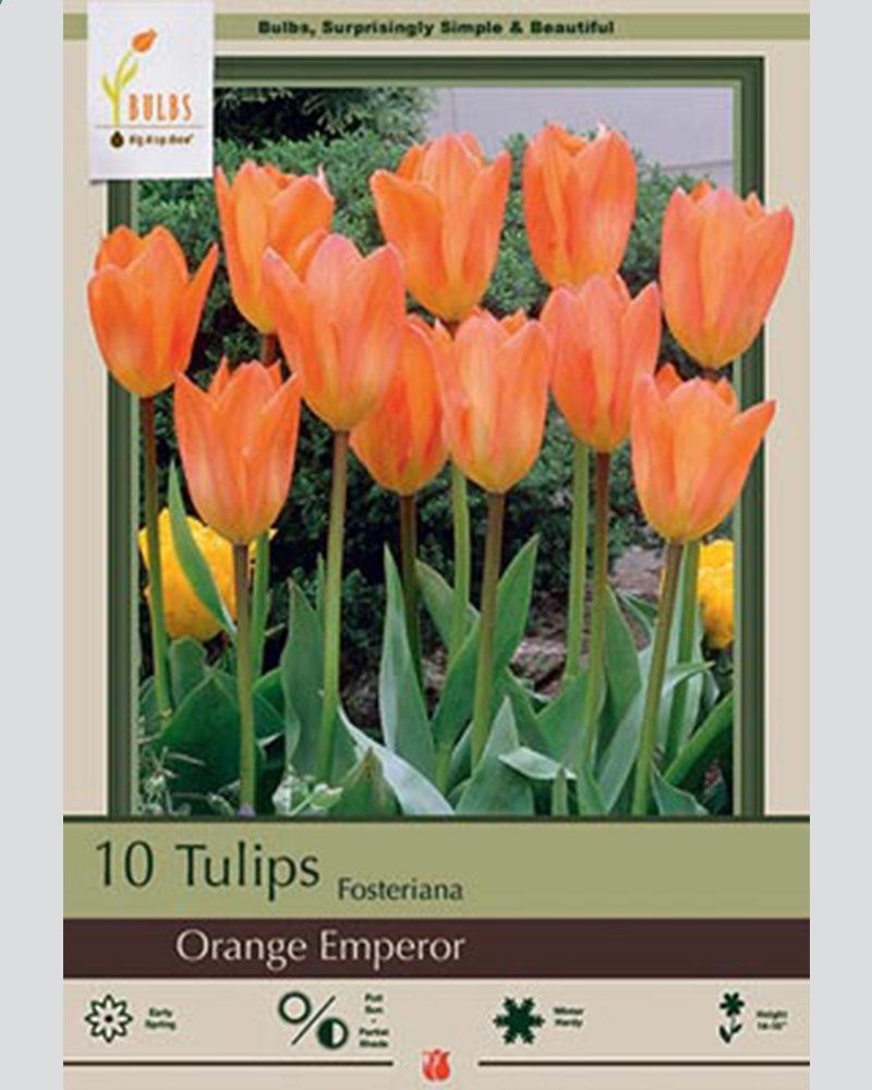 Tulip Fos Orange Emperor 10 bulbs/pkg