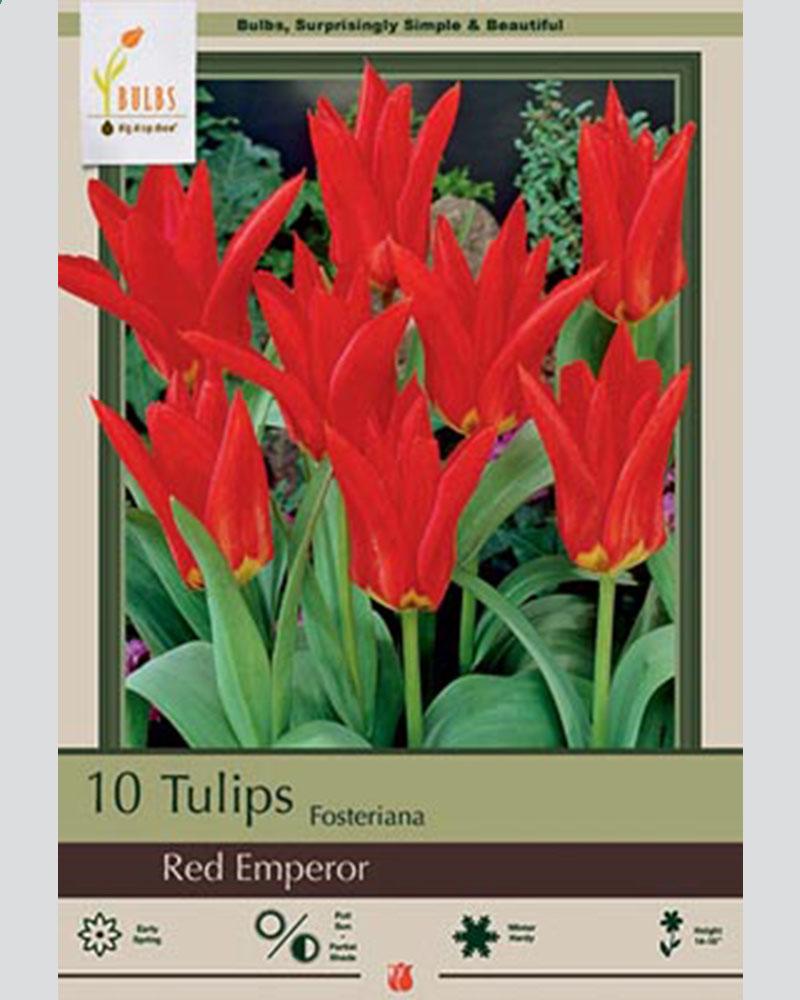 Tulip Fos Red Emperor 10 bulbs/pkg