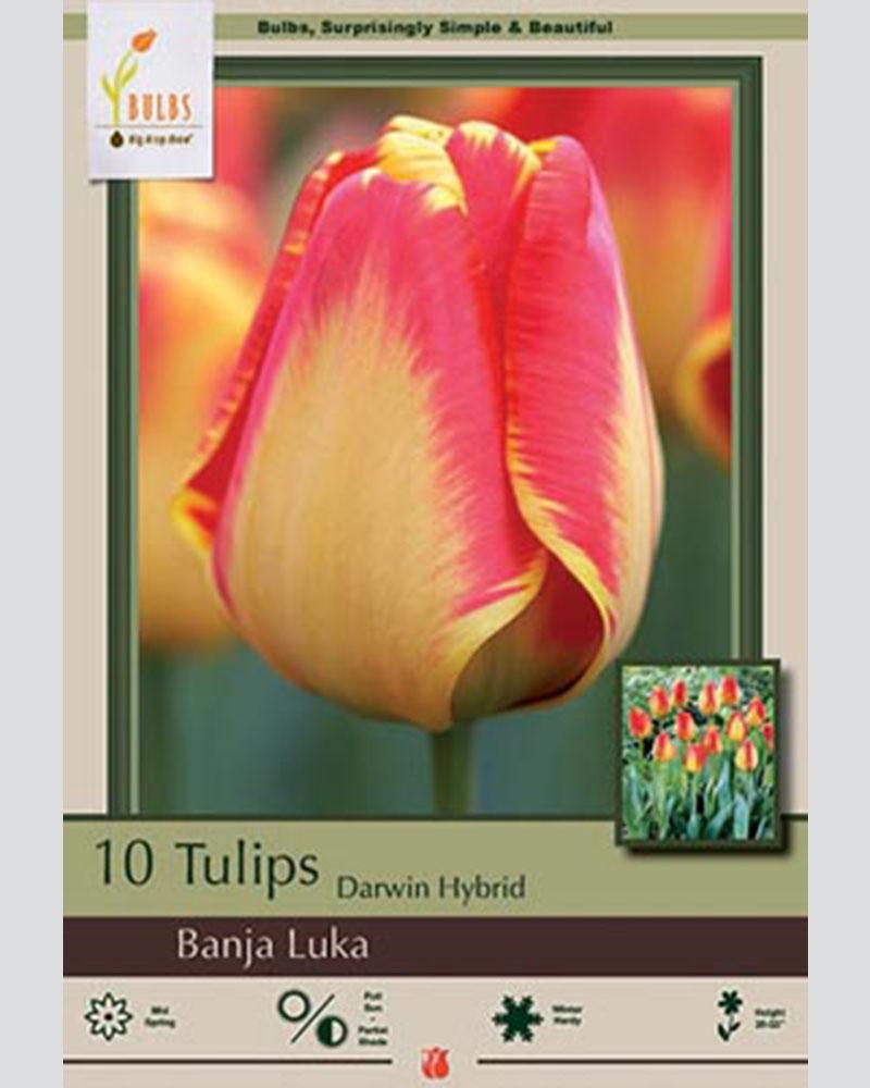 Tulip Dh Banja Luka 10 bulbs/pkg