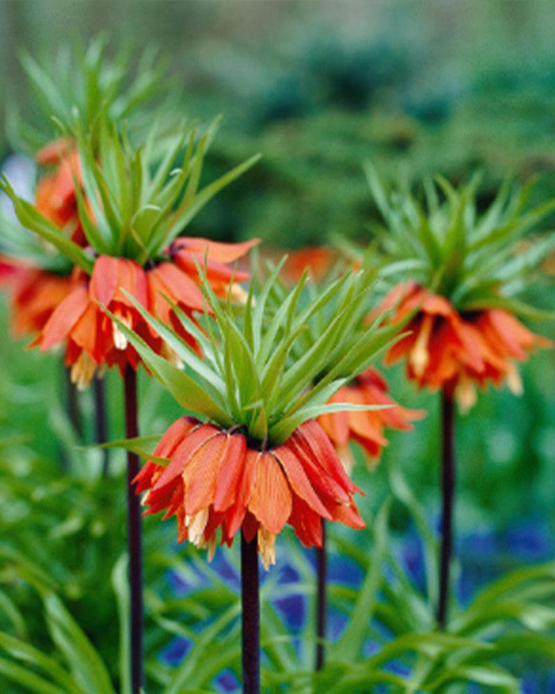 Fritillaria Red Crown 1 bulb/pkg