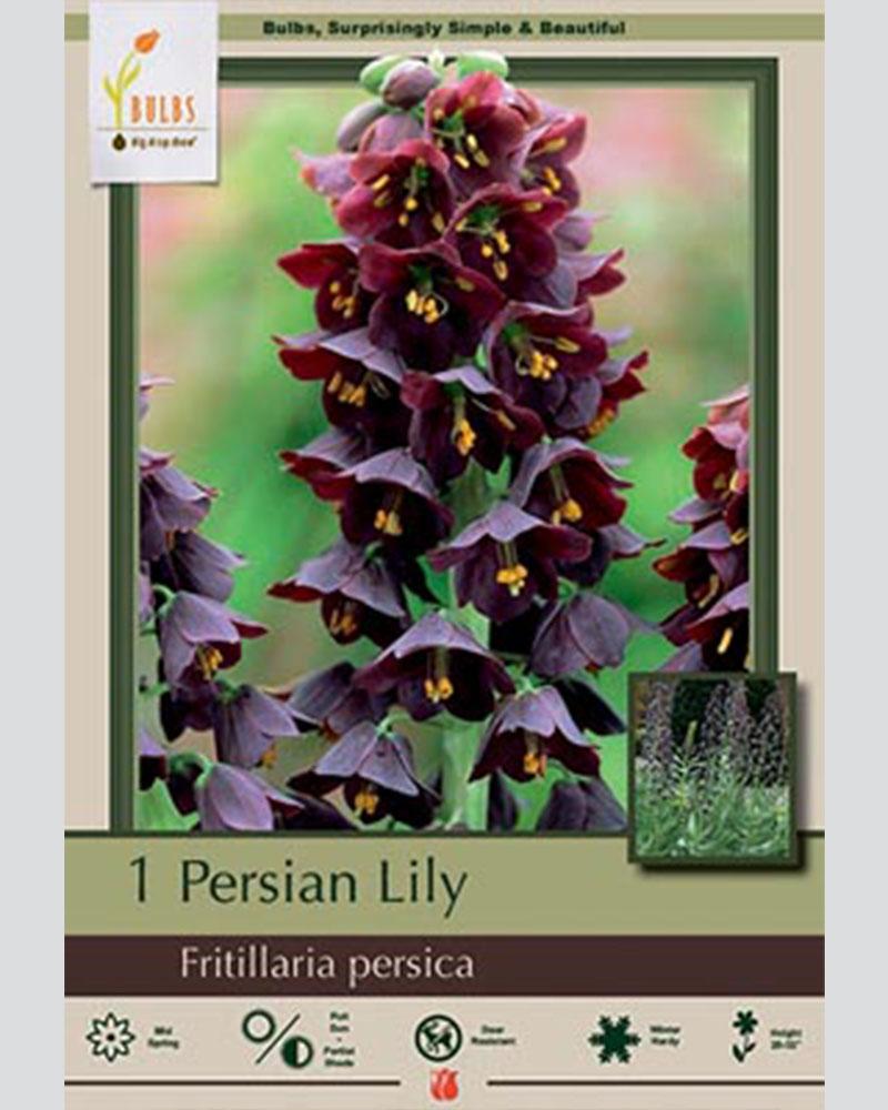 Fritillaria Persica 1 bulb/pkg