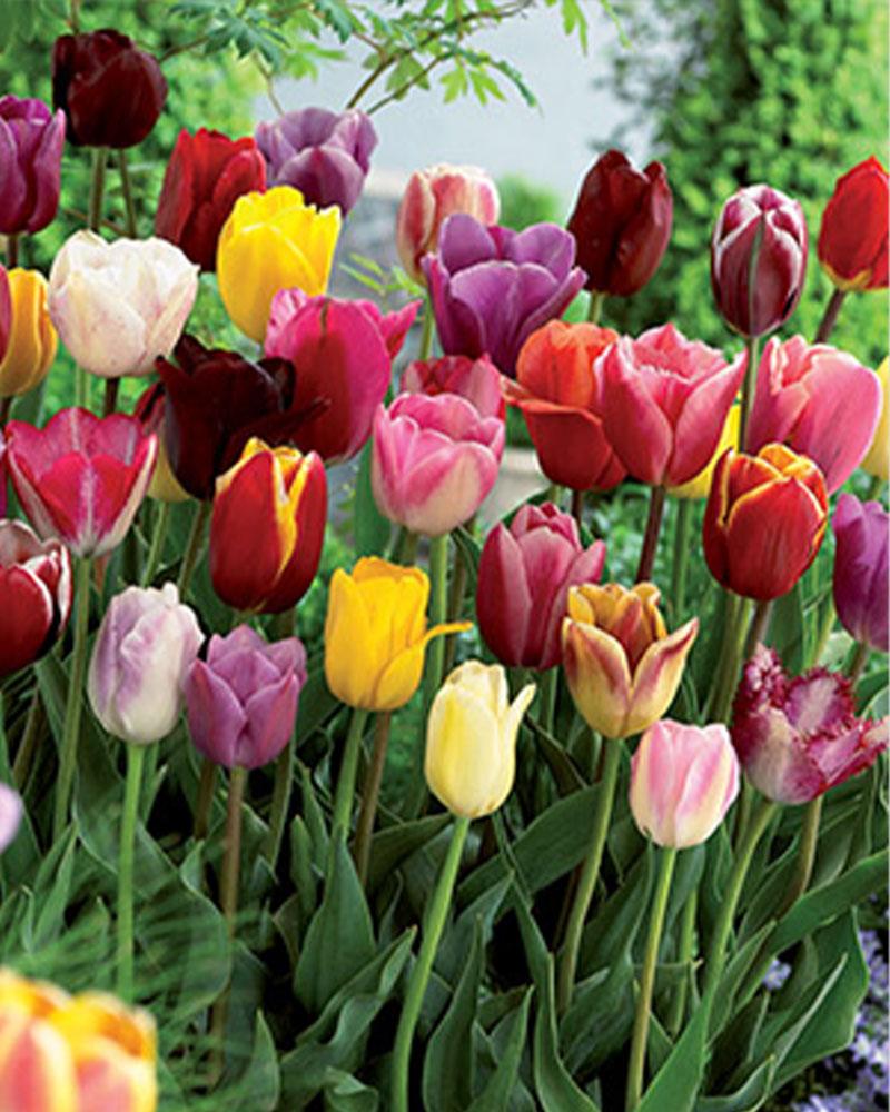 Tulip Breeders Blend