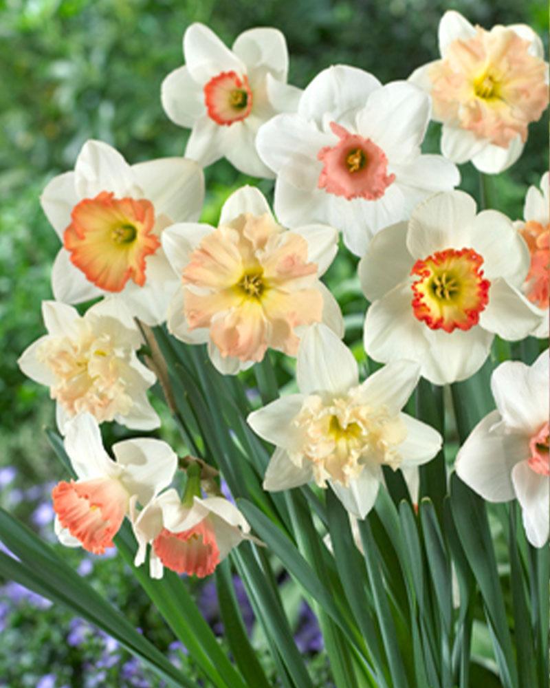 VP Narcissus Pink Mix