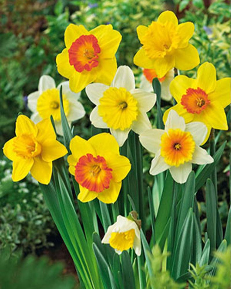 Daffodil Mixed 50 bulbs/pkg