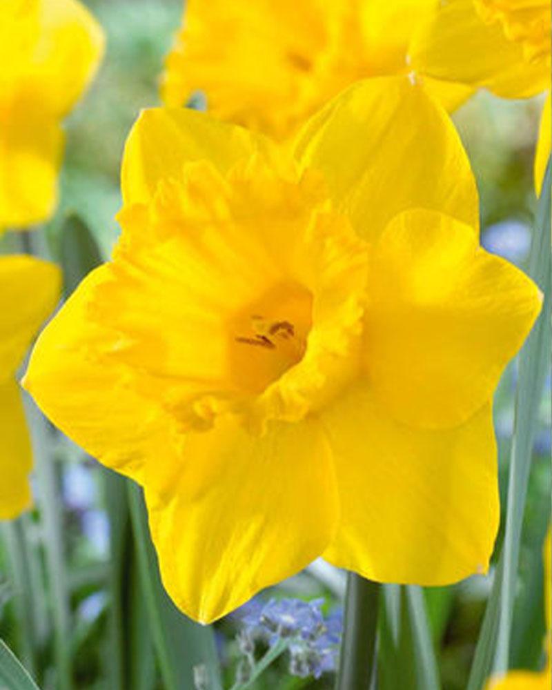 Daffodil Yellow 50 bulbs/pkg