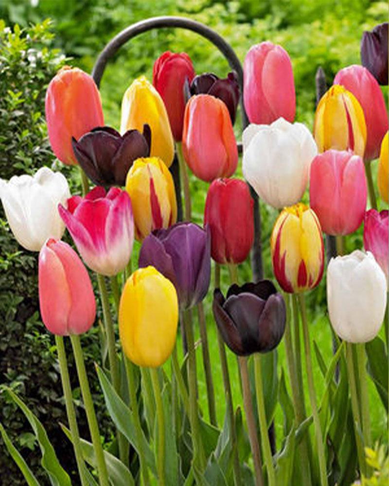 Tulip Mixed Triumph 50 Pack