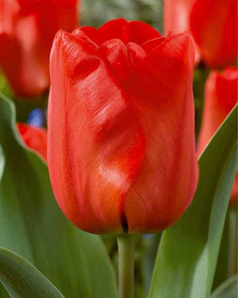 Tulip Red 50 bulbs/pkg