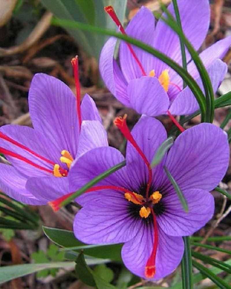 CROCUS SAFFRON 9/10CM 50/PACK