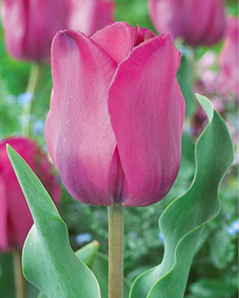 Tulip Pink 50 bulbs/pkg