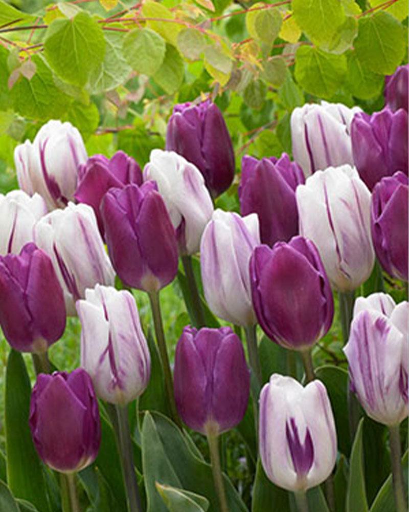 Tulip Purple Blend
