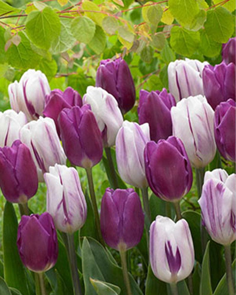 Tulip Purple Blend