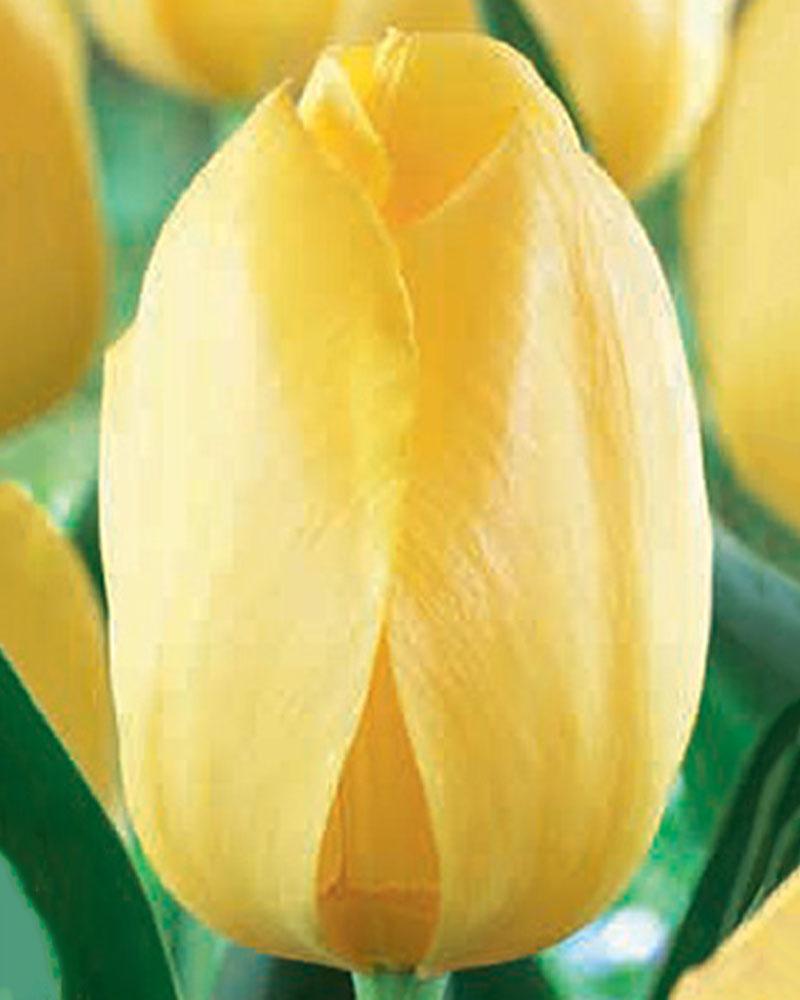 XLG GOLDEN PARADE TULIP 14+ EACH