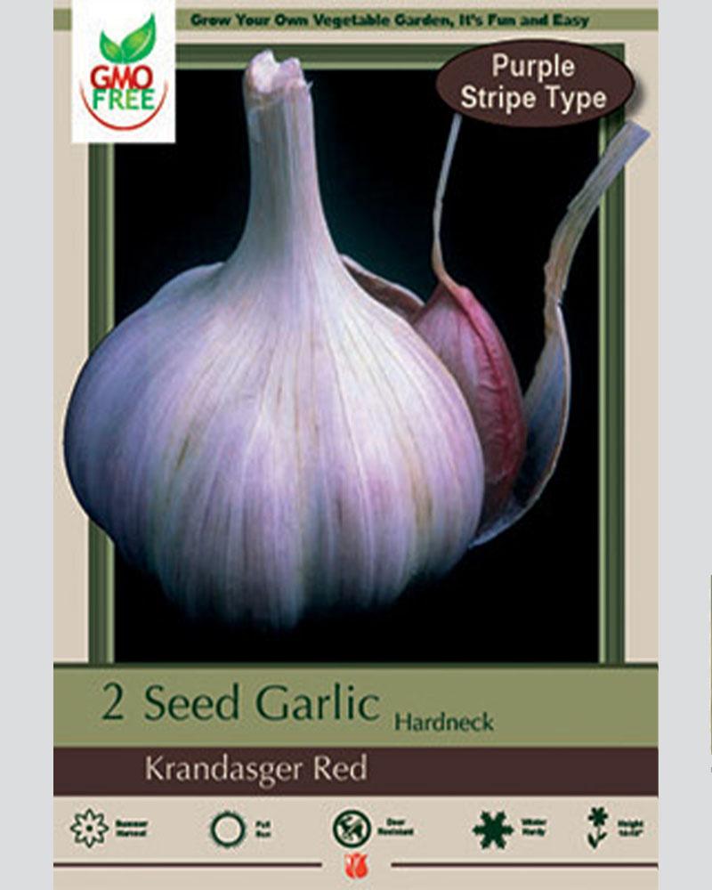 Garlic Krandasger Red 2 bulbs/pkg