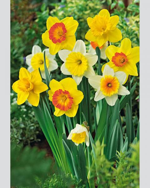 Large Cupped Narcissus Mix 20 Pack