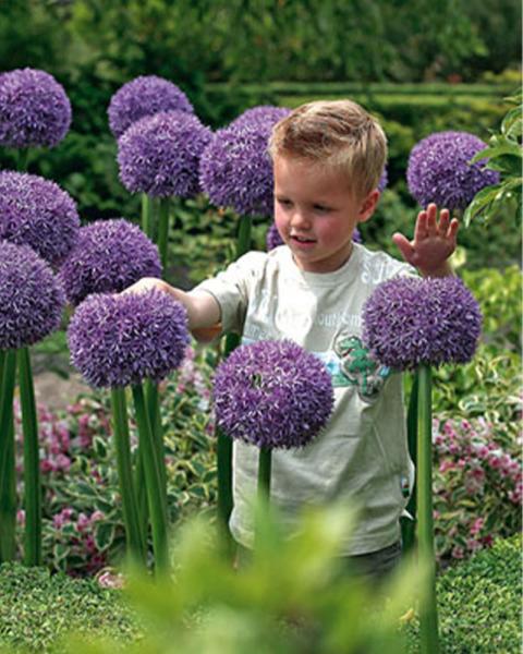 VP Allium Gladiator 5 bulbs/pkg