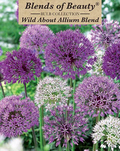 Wild About Allium Blend