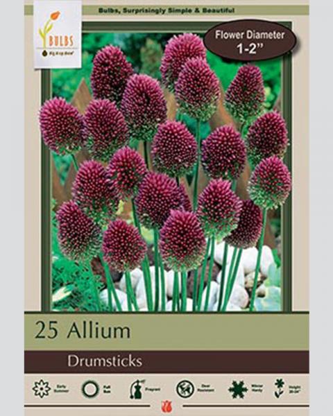 Allium Sphaerocephalon Drumsticks 25 Pack