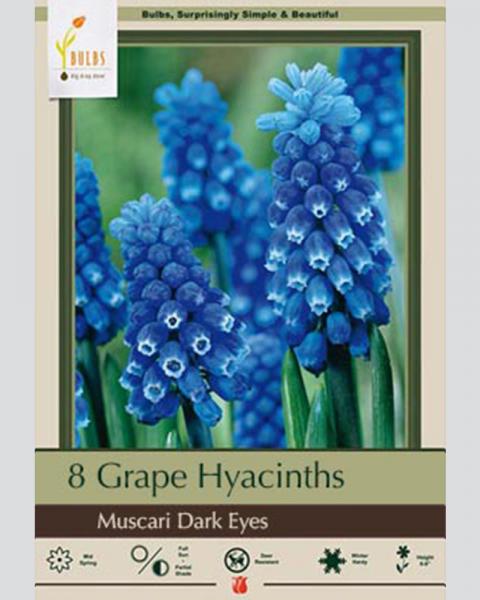Grape Hyacinth Muscari Dark Eyes 12 Pack