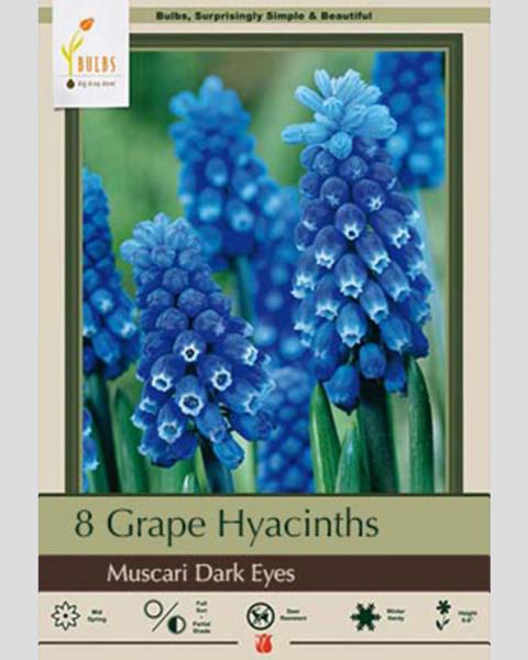 Muscari Dark Eyes 12 bulbs/pkg