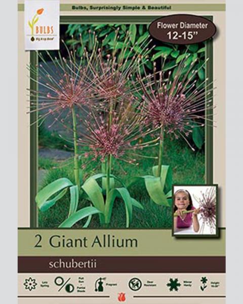 Allium Schubertii 2 bulbs/pkg