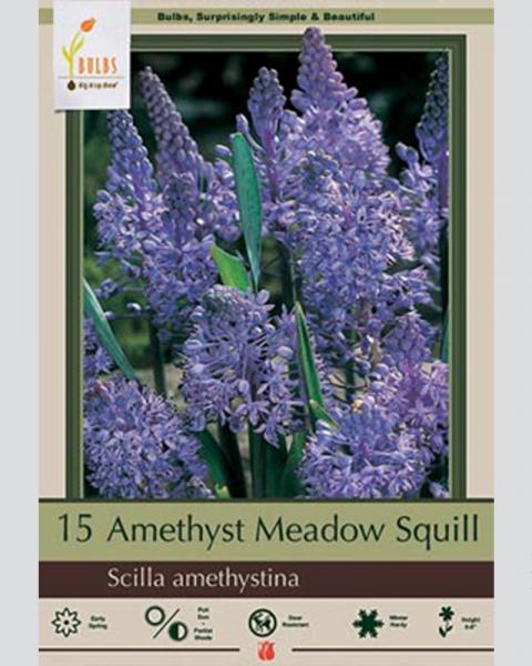 Amethyst Meadow Squill 15 Pack