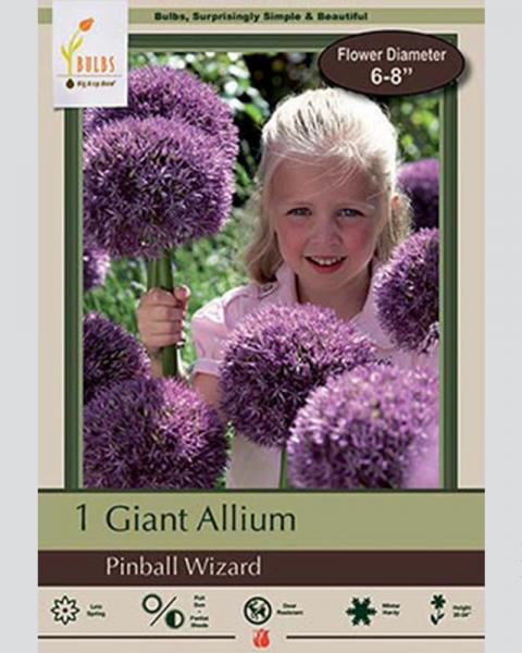Giant Allium Pinball Wizard 1Pack