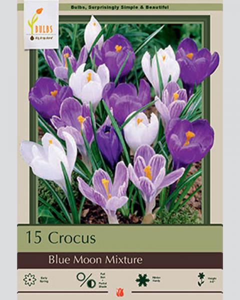 Crocus Blue Moon Mixture 15 bulbs/pkg