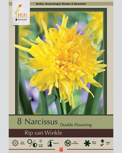 Narcissus Double Flowering Rip Van Winkle 8 Pack