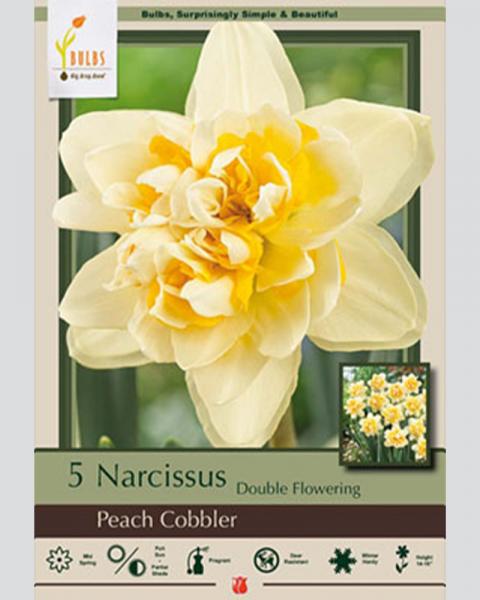 Narcissus Peach Cobbler 5 Pack