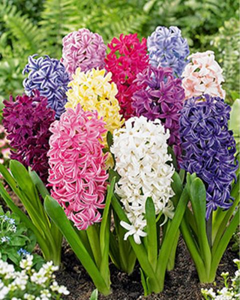 Hyacinth Mixture Value 12 bulbs/pkg