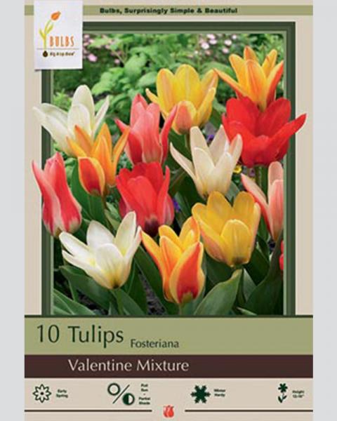 Tulip Fosteriana Valentine Mixture 10 Pack