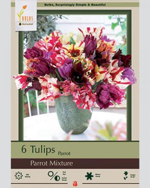 Tulip Parrot Mixture 6 Pack