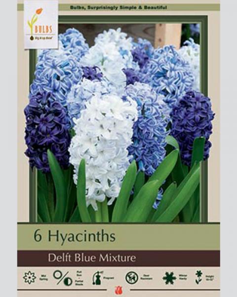 Hyacinth Delft Blue Mixture 5 Pack