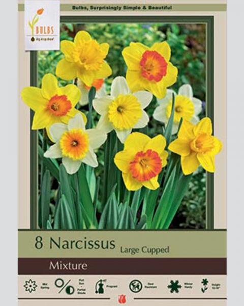 Narcissus Lrg Cupped Mix 8 bulbs/pkg