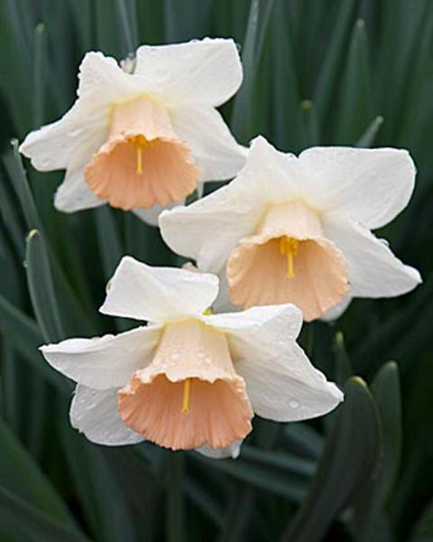 XLG DAFFODIL PASSIONALE EACH