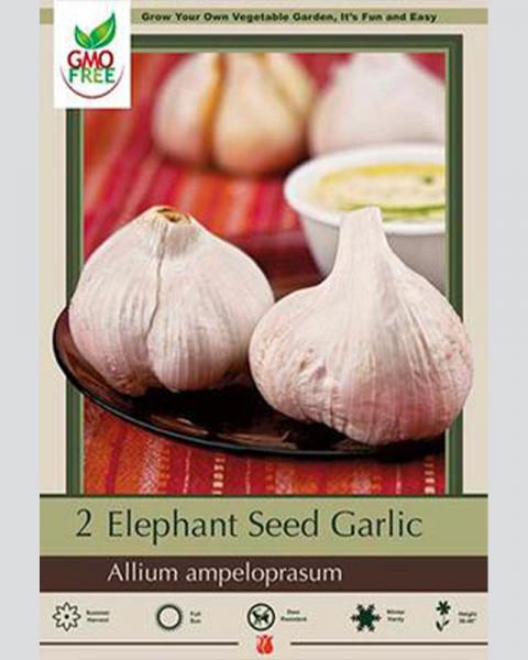 Garlic Elephant 1 bulbs/pkg