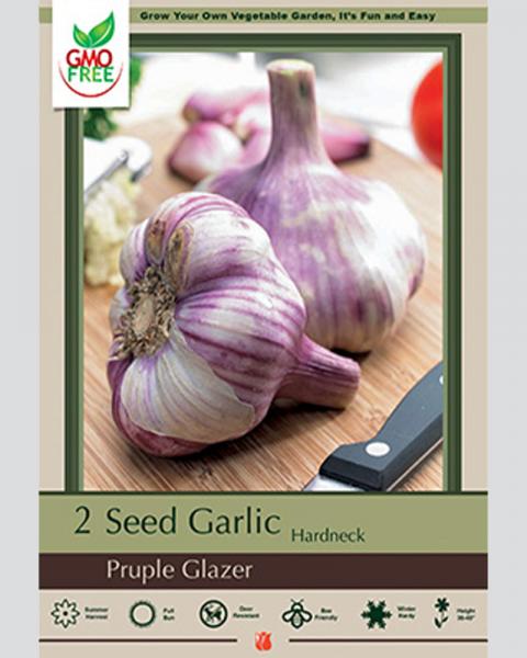 Garlic Purple Glazer 2 bulbs/pkg