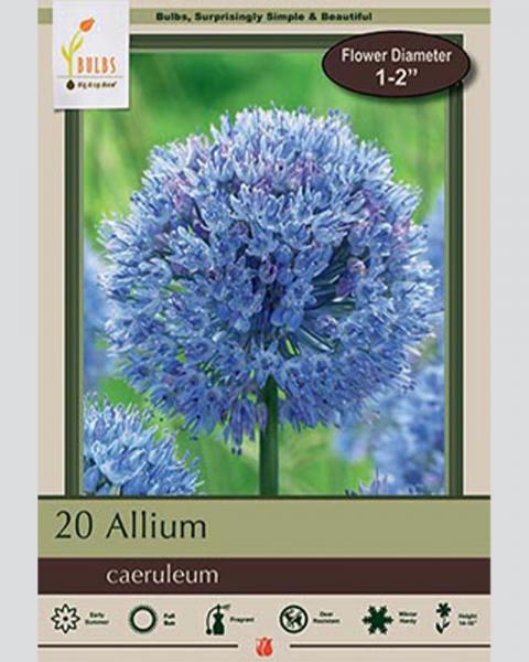 Blue Allium Caeruleum 20 Pack