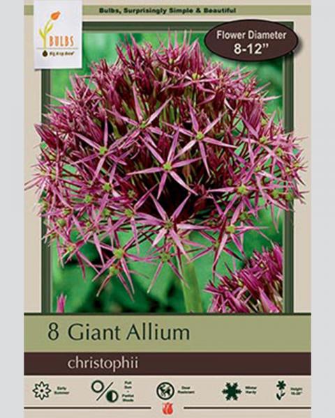 Allium Christophii 7 bulbs/pkg