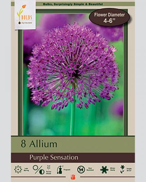 Allium Purple Sensation 8 bulbs/pkg