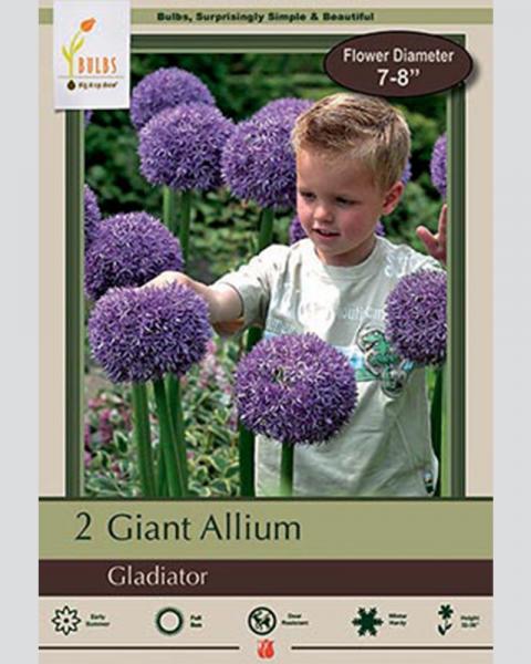 Giant Allium Gladiator 2 Pack