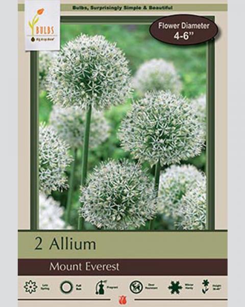 Allium Mount Everest 2 bulbs/pkg