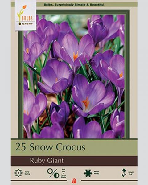 Snow Crocus Ruby Giant 25 Pack