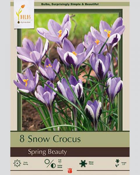 Crocus Spring Beauty 8 Pack