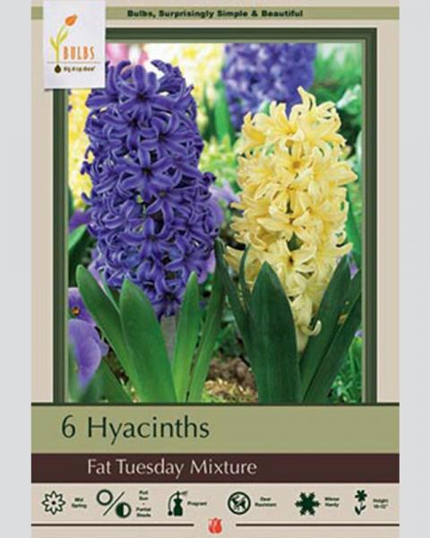 Hyacinth Fat Tuesday Mix 5 Pack