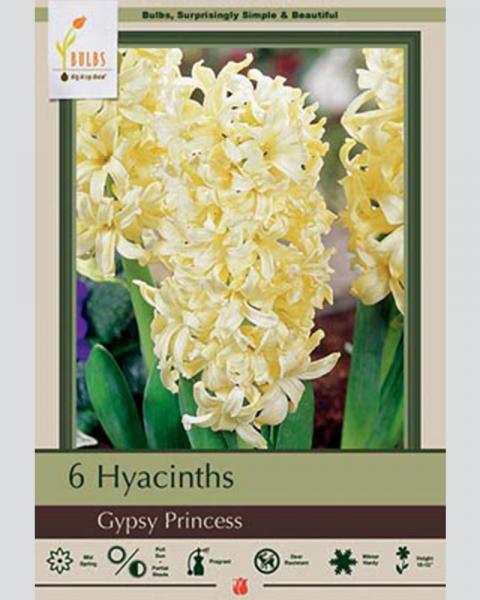 Hyacinth Gypsy Princess 5 Pack